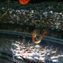 大希水族~F-1407日本 Suisaku-水作 第二代新型快拆式迷你型(MINI)內置空氣過濾器 歷史價格詳細信息