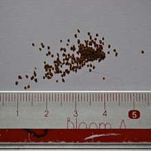 香魚飼料 4.5公斤 (孔雀.小型魚.七彩神仙 飼料) 歷史價格詳細信息