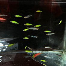 //彩虹屋//粉橘紅素面扭結抓皺泳裝上衣∼美國品牌Anne Cole~台灣製造外銷美國 歷史價格詳細信息