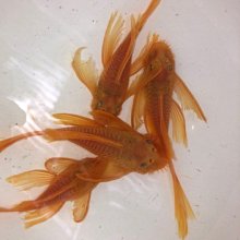 //彩虹屋//帆船圖案普普風抓皺連身泳裝∼美國品牌Anne Cole ~台灣製造.萊卡材質.品質最佳 歷史價格詳細信息