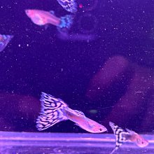 【多件優惠】三纖多TSO 純膳食纖維粉(隨身包30入) - 促進腸道蠕動、幫助排便順暢，低黏稠。守護家人健康。孕乳婦亦適用。 歷史價格詳細信息