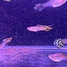 【多件優惠】三纖多TSO 純膳食纖維粉(隨身包30入) - 促進腸道蠕動、幫助排便順暢，低黏稠。守護家人健康。孕乳婦亦適用。 歷史價格詳細信息