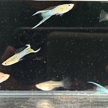 萬魚智能滑鼠語音打字翻譯無線可充電可攜式靜音聲控筆記本辦公 歷史價格詳細信息