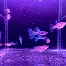 萬魚智能滑鼠語音打字翻譯無線可充電可攜式靜音聲控筆記本辦公 歷史價格詳細信息