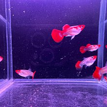 【百萬魚坊】馬鞍白馬賽克 純種孔雀魚一對 孔雀魚飼料 三對以上多件優惠 歷史價格詳細信息