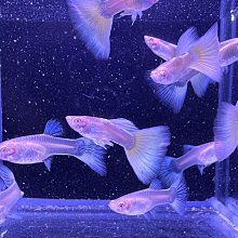 萬魚智能滑鼠語音打字翻譯無線可充電可攜式靜音聲控筆記本辦公 歷史價格詳細信息