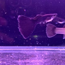 【百萬魚坊】馬鞍白馬賽克 純種孔雀魚一對 孔雀魚飼料 三對以上多件優惠 歷史價格詳細信息