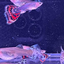 【百萬魚坊】馬鞍白馬賽克 純種孔雀魚一對 孔雀魚飼料 三對以上多件優惠 歷史價格詳細信息