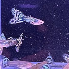 【百萬魚坊】馬鞍白馬賽克 純種孔雀魚一對 孔雀魚飼料 三對以上多件優惠 歷史價格詳細信息