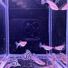 【百萬魚坊】馬鞍白馬賽克 純種孔雀魚一對 孔雀魚飼料 三對以上多件優惠 歷史價格詳細信息