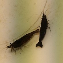 【彩蝦屋】藍眼大帆鬍子  異型魚 對魚 7-8公分 歷史價格詳細信息