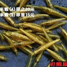 【彩蝦屋】藍眼大帆鬍子  異型魚 對魚 7-8公分 歷史價格詳細信息