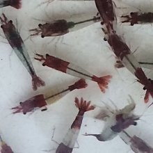 【彩蝦屋】藍眼大帆鬍子  異型魚 對魚 7-8公分 歷史價格詳細信息