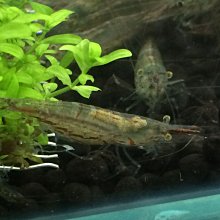 活餌飼料盤  自動餵水器 500ml 蟑螂 蟋蟀....等多種昆蟲適用賣場內還有升級版餵水器供參考 歷史價格詳細信息