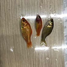 *華遠水族* 活凍白蝦 冷凍白蝦  盒裝   批發 零售 活餌 釣餌 1kg 歷史價格詳細信息