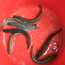 *華遠水族* 活凍白蝦 冷凍白蝦  盒裝   批發 零售 活餌 釣餌 1kg 歷史價格詳細信息