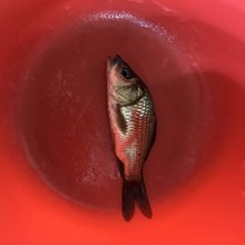 *華遠水族* 活凍白蝦 冷凍白蝦  盒裝   批發 零售 活餌 釣餌 1kg 歷史價格詳細信息