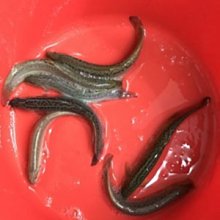 *華遠水族* 活凍白蝦 冷凍白蝦  盒裝   批發 零售 活餌 釣餌 1kg 歷史價格詳細信息