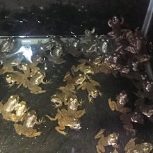 *華遠水族* 活凍白蝦 冷凍白蝦  盒裝   批發 零售 活餌 釣餌 1kg 歷史價格詳細信息
