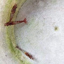 【彩蝦屋】藍眼大帆鬍子  異型魚 對魚 7-8公分 歷史價格詳細信息