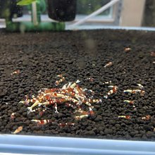 『紅金小資美肌組』鉑金胜肽彈潤微導菁萃30ml×1+紅萃微導肌白霜50ml×1 歷史價格詳細信息