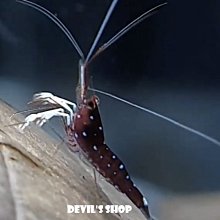 台產EC11系列編碼器  編碼開關 360度音量開關 數字電位器 20脈沖 歷史價格詳細信息