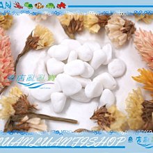 【魚店亂亂賣】缸掛式(ㄇ款蛇型)水草CO2二氧化碳玻璃長期監測器LUANFISHOP精製 歷史價格詳細信息