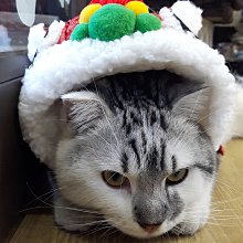 秋冬新款狗衣服 貓衣服 狗狗衣服秋冬裝貓咪公主時髦帥氣小寶外套牽引小型犬泰迪 寵物衣服 寵寵屋BOBOPETS 歷史價格詳細信息