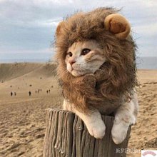 寵物貓咪狗狗獅子假發頭套兔子耳朵搞怪頭飾帽萬圣節裝扮變身帽子 歷史價格詳細信息