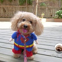 狗衣狗服│普普風可愛圓點點扶桑花帆布鞋/狗狗鞋子-紅色1號(橡膠鞋底超耐穿) 歷史價格詳細信息