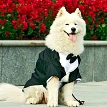 西施特 二層紗 白色小汽車棉紗手帕 紗布巾 歷史價格詳細信息