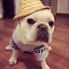 ۞芙芙遊樂園۞BLACKWOOD 柏萊富 4.5磅功能性全齡犬滋補養生 全齡腸胃保健配方 全齡護膚亮毛配方鯰魚 特調全齡犬 羊肉+糙米+雞肉 WDJ推薦 飼料 歷史價格詳細信息