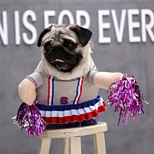 ۞芙芙遊樂園۞BLACKWOOD 柏萊富 4.5磅功能性全齡犬滋補養生 全齡腸胃保健配方 全齡護膚亮毛配方鯰魚 特調全齡犬 羊肉+糙米+雞肉 WDJ推薦 飼料 歷史價格詳細信息