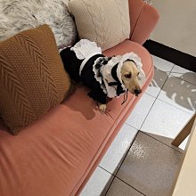 寵物女僕裝 蕾絲花邊 貓咪洋裝 狗狗洋裝 連衣裙 貓咪女僕裝 貓咪衣服 狗狗衣服 寵物洋裝 歷史價格詳細信息