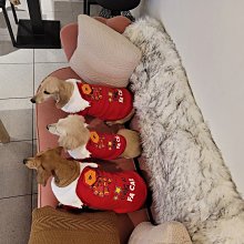 寵物貓咪狗狗女僕COS制服變身套裝-1 歷史價格詳細信息