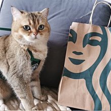 IG同款兒童連帽透明尖尖帽EVA雨衣 歷史價格詳細信息