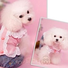 【米狗屋】cheer三層蕾絲網綁帶生理褲-白底˙XS、S、M、L、XL號˙中型可 歷史價格詳細信息