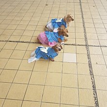 寵物春夏薄款牛仔連衣裙 狗衣服 貓衣服 泰迪 寵物衣服洋裝 歷史價格詳細信息