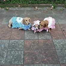 寵物女僕裝 蕾絲花邊 貓咪洋裝 狗狗洋裝 連衣裙 貓咪女僕裝 貓咪衣服 狗狗衣服 寵物洋裝 歷史價格詳細信息