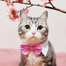 ۞芙芙遊樂園۞(現貨)狗狗世界盃足球背心 寵物衣服春夏款泰迪大小狗狗服飾 XS.S.M.L.XL.XXL下標區 歷史價格詳細信息