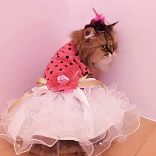 敗犬女王寵物手工衣精品館 ~狗狗西裝量身訂作~黑色線條無袖時尚西裝~可客制化 歷史價格詳細信息