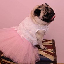 敗犬女王寵物手工衣精品館 ~狗狗西裝量身訂作~黑色線條無袖時尚西裝~可客制化 歷史價格詳細信息