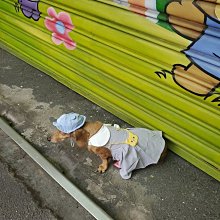 寵物春夏季薄款背心蘿蔔裙(衣服+帽子) 歷史價格詳細信息