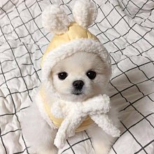 貴賓狗 耳機塞 ---購自韓國 歷史價格詳細信息