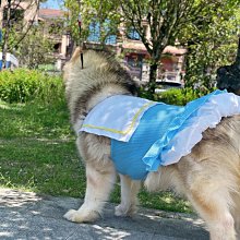 春夏款寵物衣服 狗狗喵咪衣服 外出卡通背心衣服 寵物裙 D扣牽引繩胸揹帶 寵物用品 歷史價格詳細信息