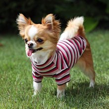 「犬と生活」犬貓用寵物暖冬衣 兩件式連身貼腿褲裝 搭配 白色針織上衣 2號 歷史價格詳細信息