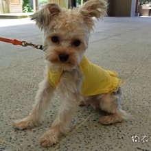 狗衣服 背心裙子約克夏泰迪小型犬公主夏季薄款超夯 精品 歷史價格詳細信息