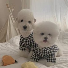 -美國寵物之星洗毛精  針對各犬種設計  沙龍級照護 歷史價格詳細信息