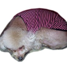 ☆汪喵小舖2店☆ 【免運費】 CHARM野性魅力鱉蛋爆毛粉200克 // 含多種維生素、礦物質、全方位營養補充 歷史價格詳細信息