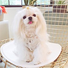 【現貨】狗狗衣服春夏薄款貓公主裙甜心兔兔蓬蓬蘿莉塔小型犬泰迪寵 寵物衣服 寵物用品 歷史價格詳細信息